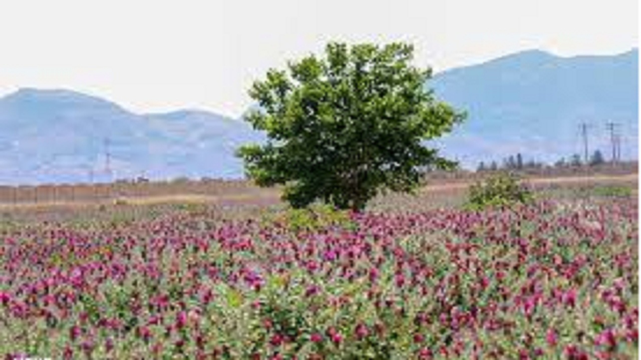 برداشت گیاهان دارویی در مناطق گرمسیری