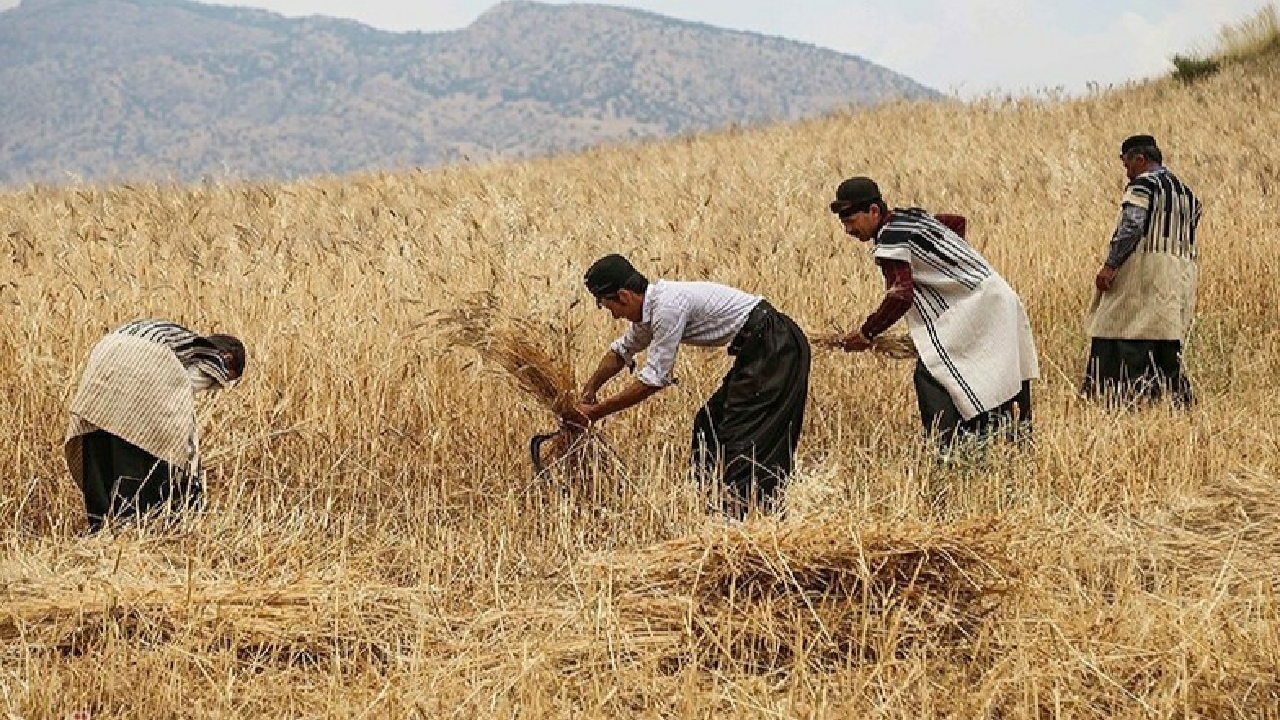 پرداخت مطالبات گندمکاران خوزستانی