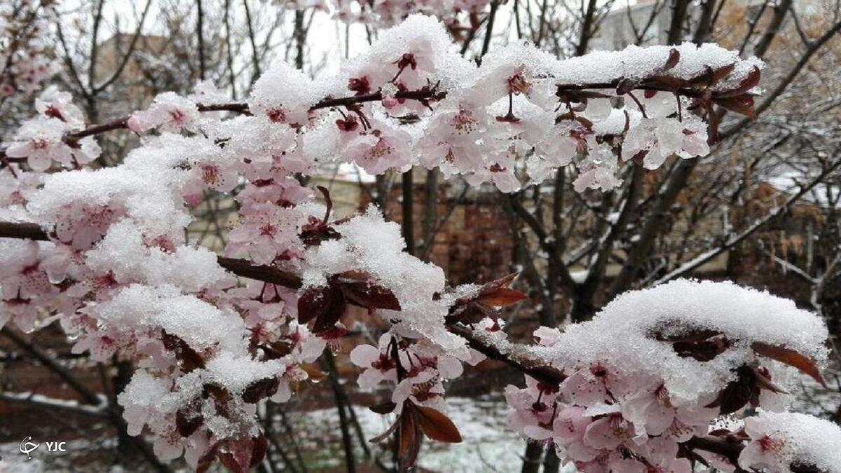 برداشت سیب از باغ های مهاباد+ فیلم
