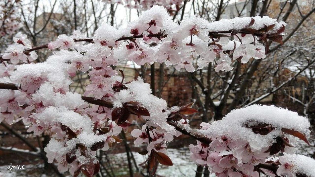 خسارت سرمای بهاره به ۴ هزار و ۵۰۰ هکتار از باغ‌های مهاباد
