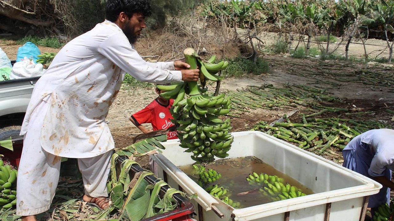 برداشت موز در سیستان و بلوچستان از مرز ۳۵ هزار تن گذشت