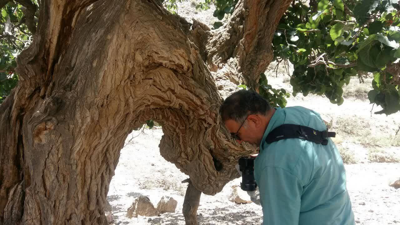 درختان کهنسال روستایی