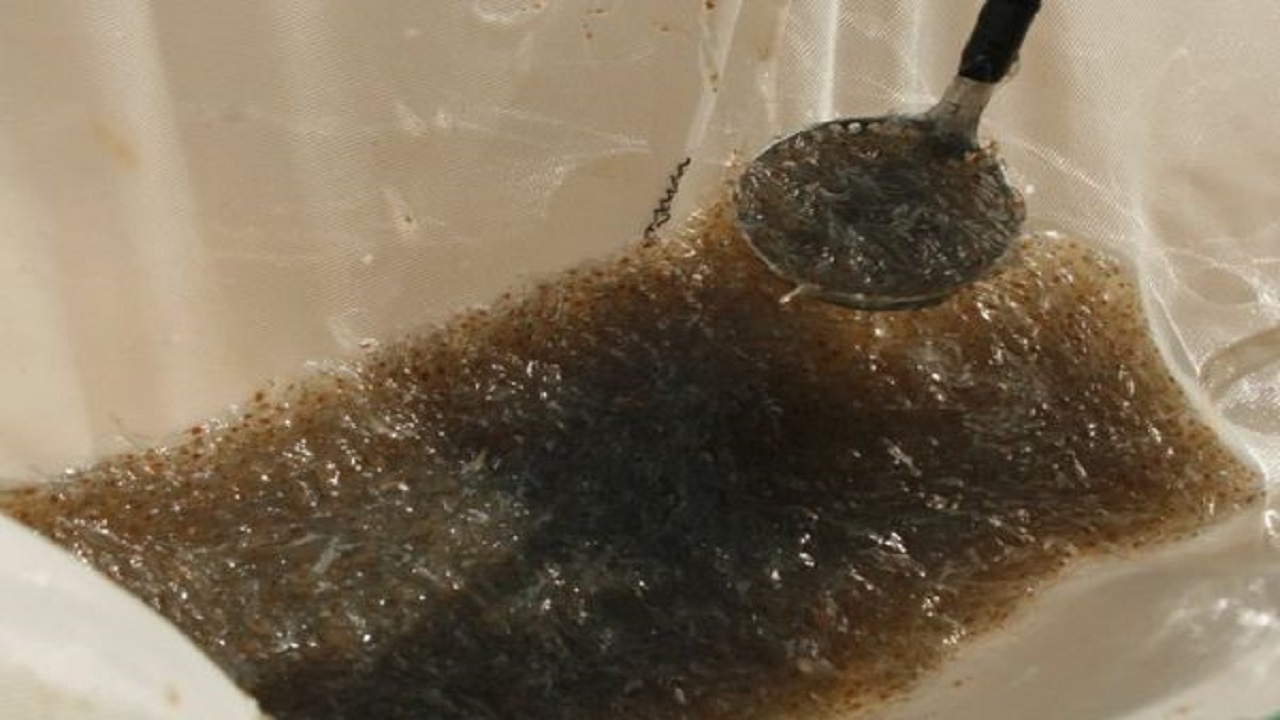 ذخیره سازی بیش از ۱۹۰ میلیون قطعه بچه میگو در مزارع گمیشان