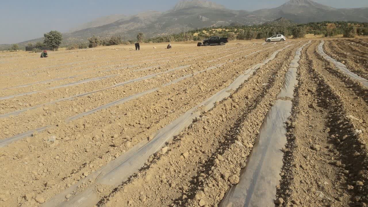 کاشت ذرت شیرین واریته مریت با طرح آبیاری تیپ برای اولین بار در لردگان
