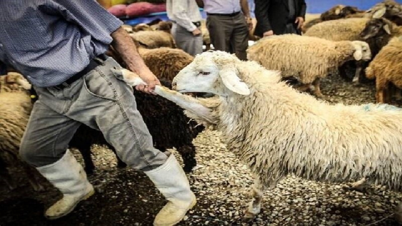۲ چوپان سارق در تهران دستگیر شدند