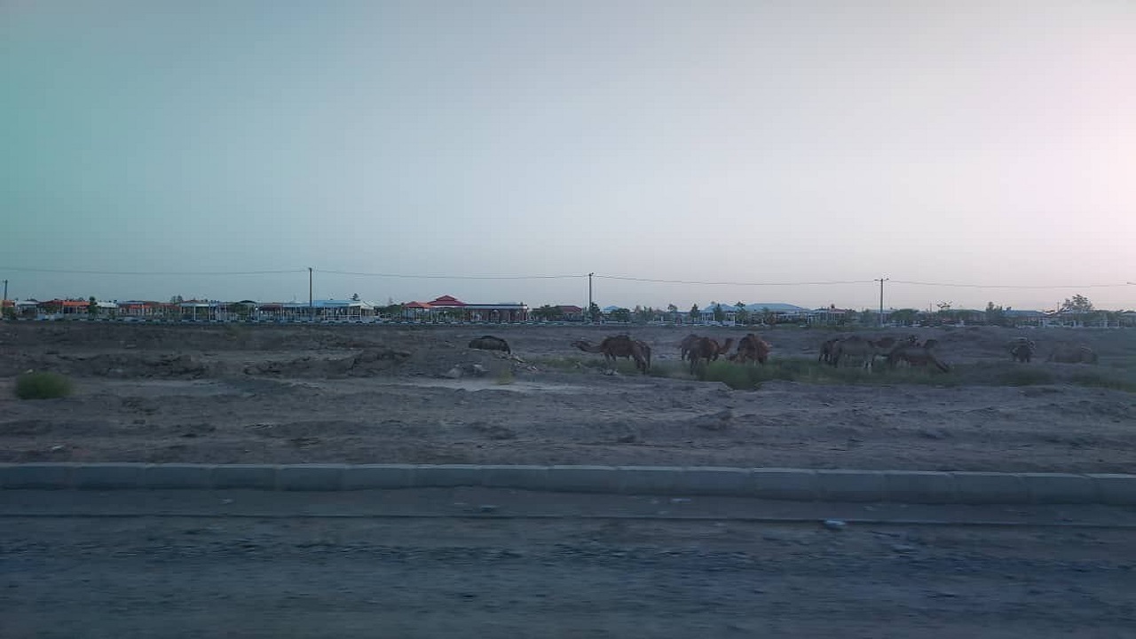 ماجرای گله شتر‌ها در آرامستان زاهدان چه بود؟