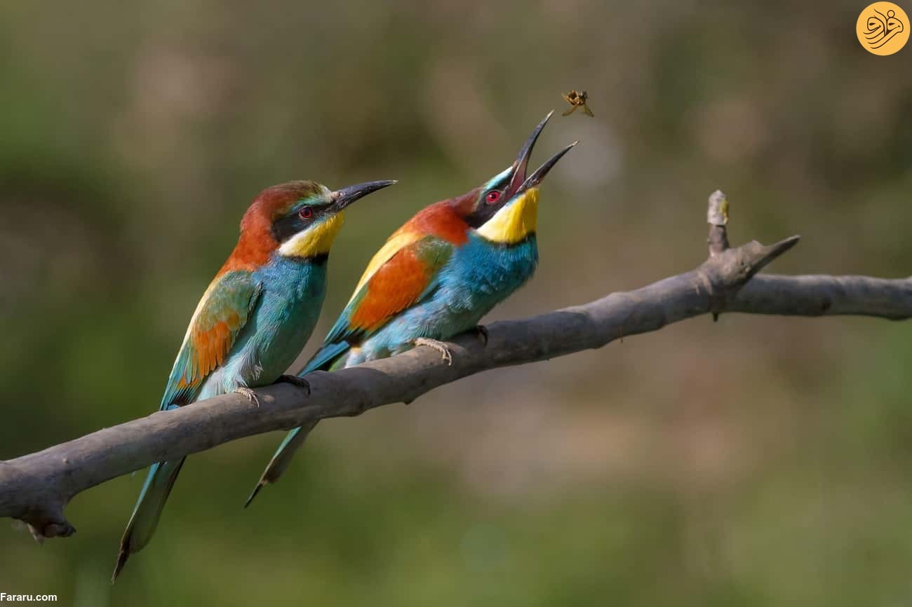 زنبور خوار اروپایی زنبور خوار اروپایی