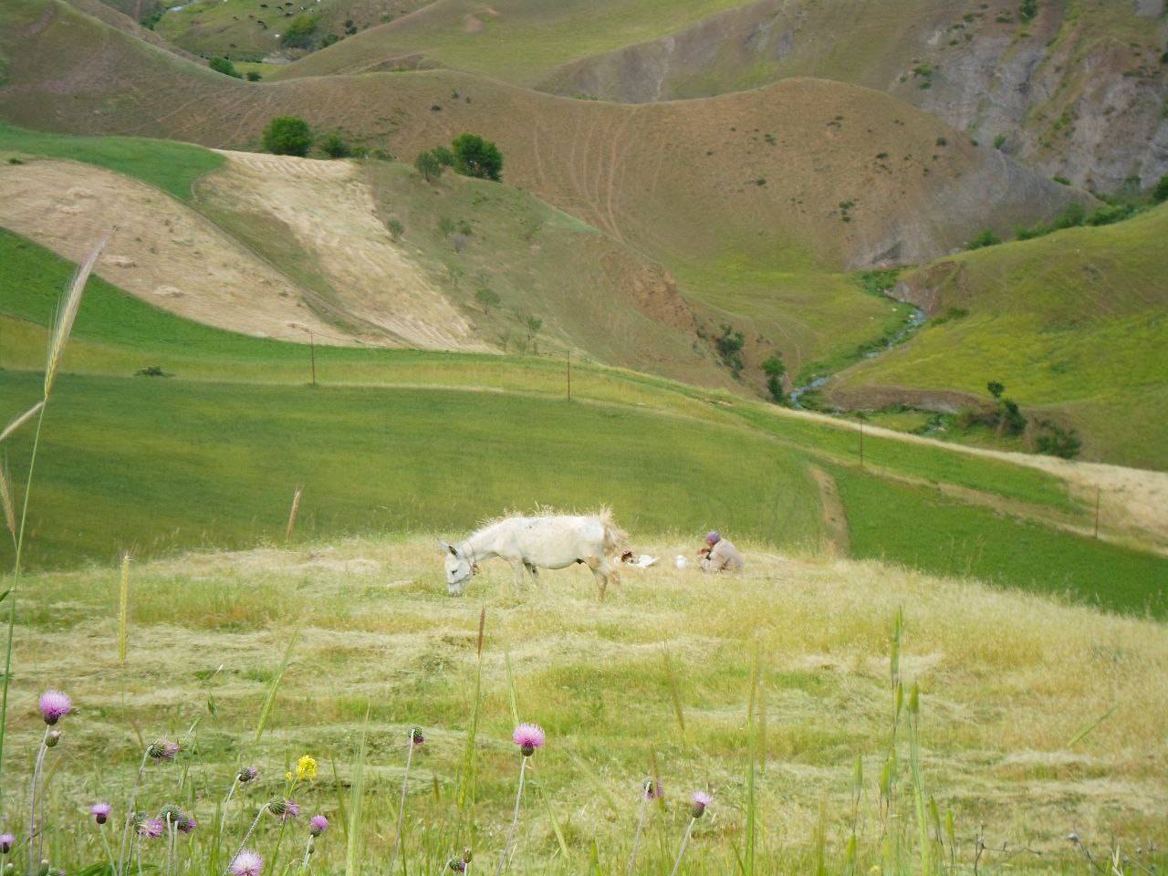 دامنه طبیعت