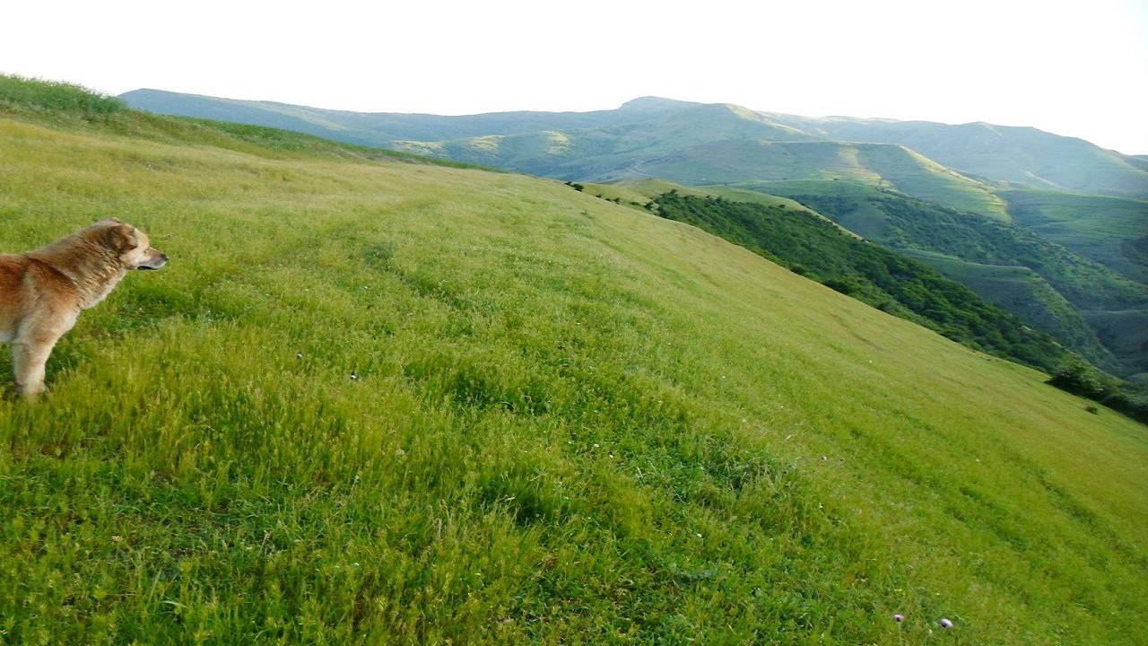 طبیعت سبز