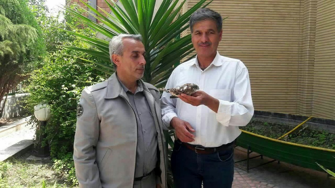 تحویل ۲ بهله پرنده شکاری مصدوم به محیط زیست بندرترکمن
