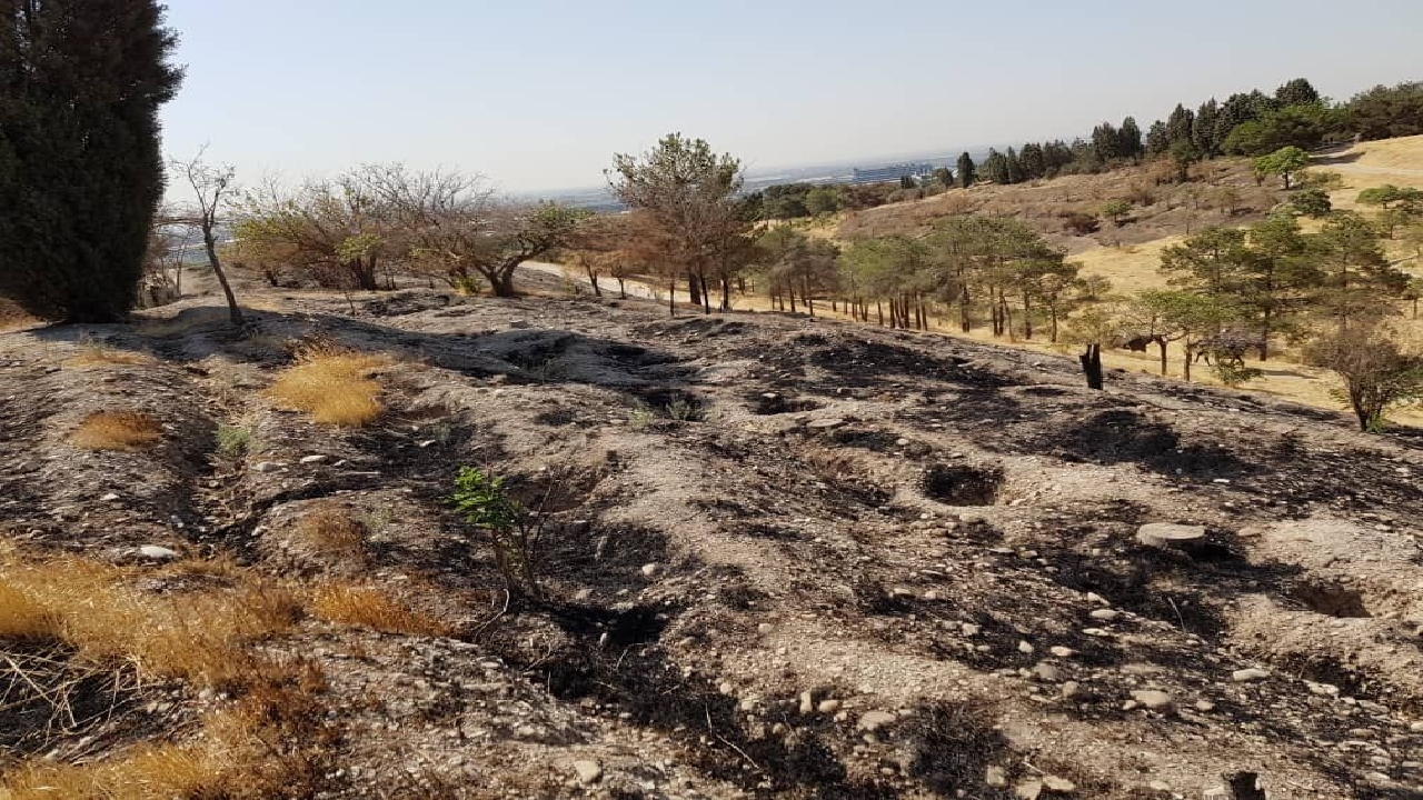 آتش‌سوزی در بوستان جنگلی چیتگر مهار شد