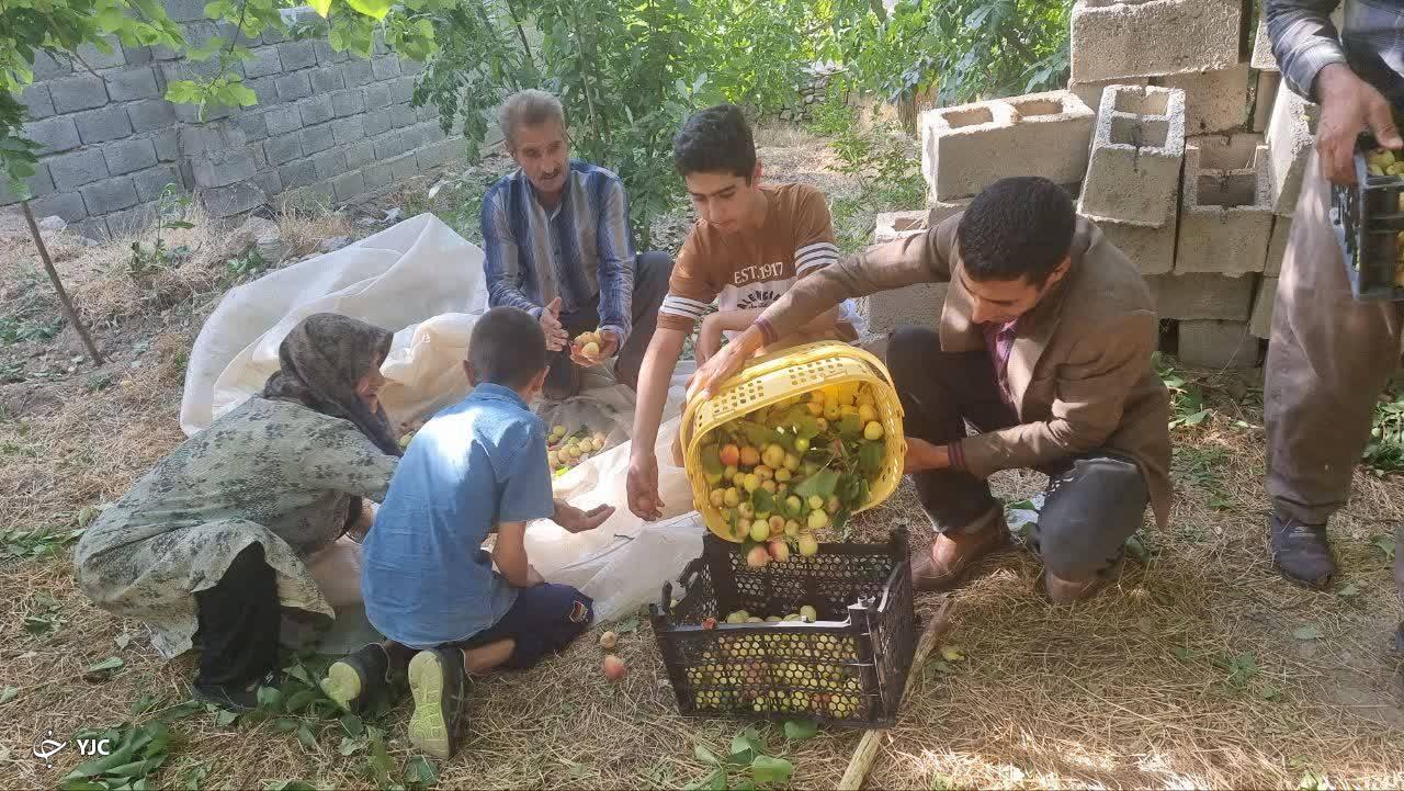 برگزاری جشنواره زردآلو در زرند