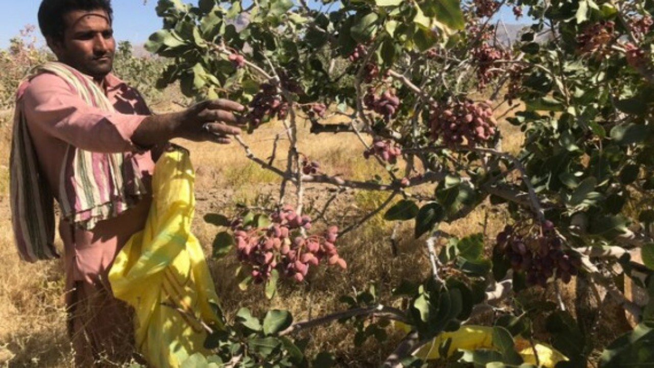 ساماندهی اتباع خارجی در رفسنجان