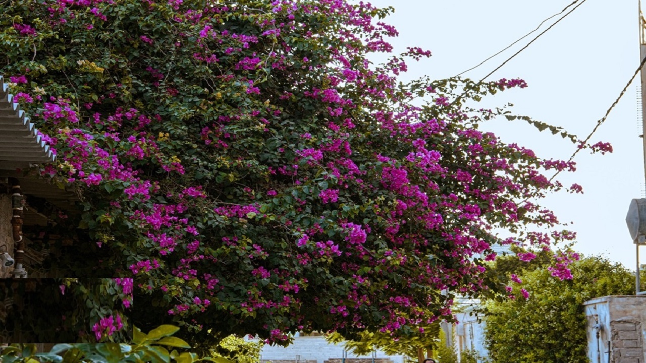 بوشهرِ بهاری، فرصتی خوب برای گردشگری