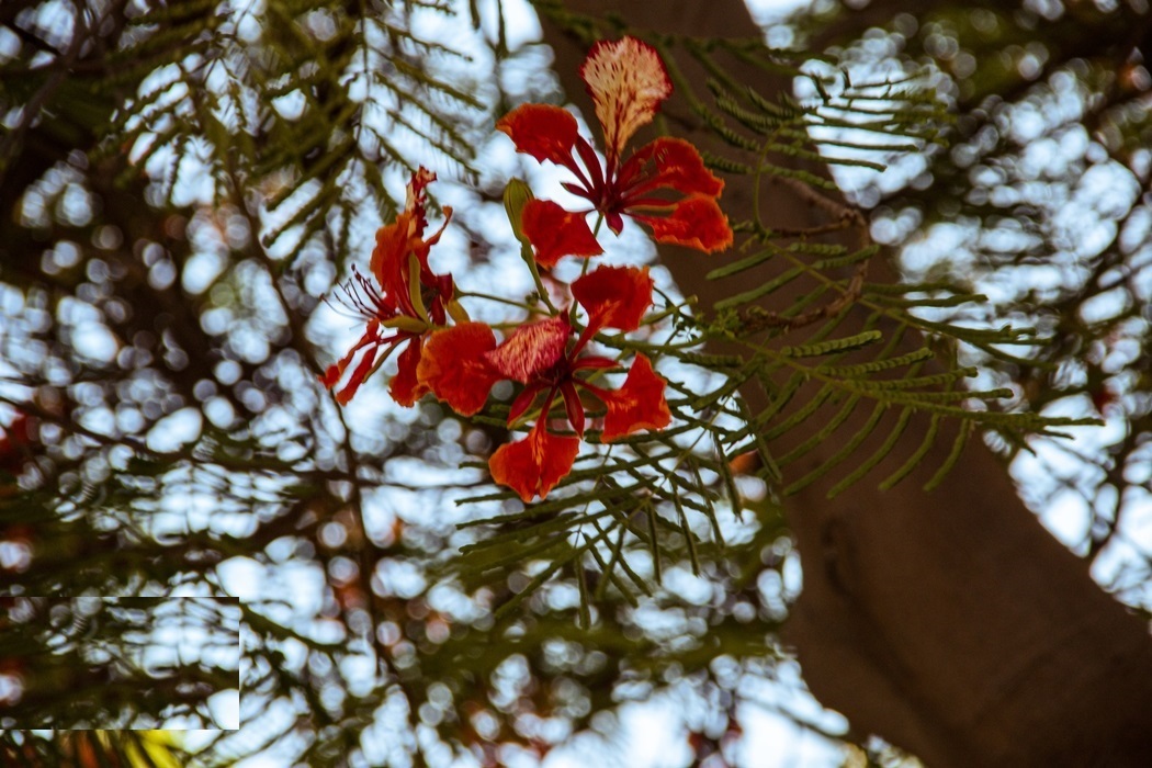 بوشهرِ بهاری