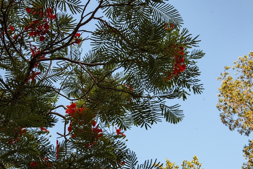 بوشهرِ بهاری