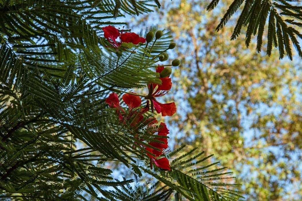 بوشهرِ بهاری