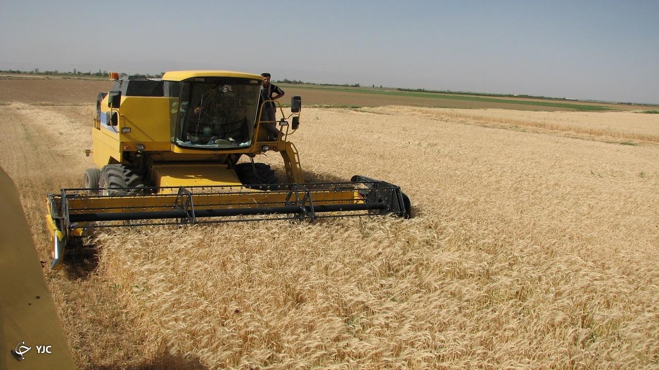 پیش‌بینی برداشت ۱۰۰ هزار تن گندم در میاندوآب
