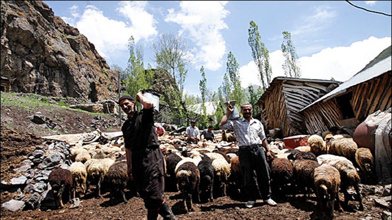 برگزاری آیین سنتی شیردوشان در دیباج