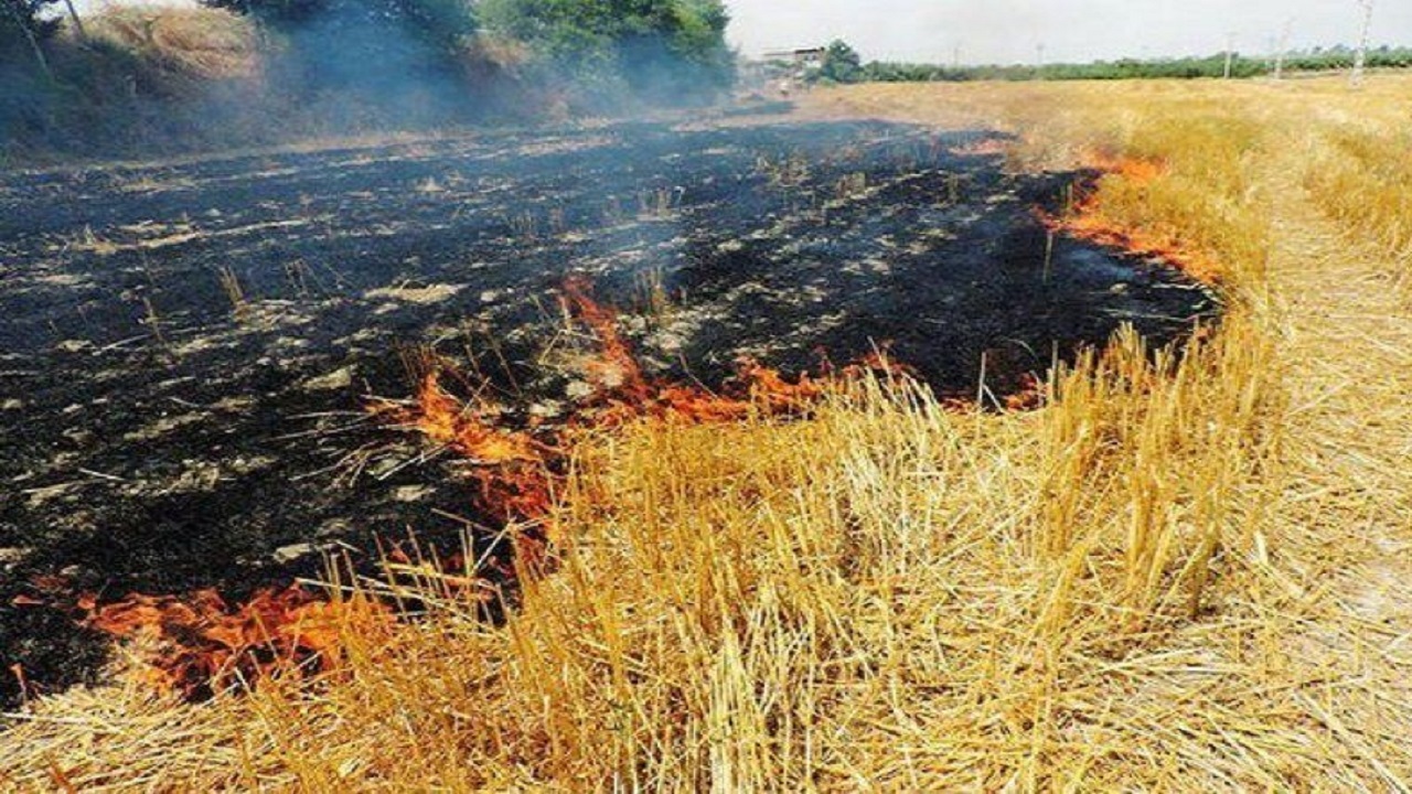 فصل برداشت و ثروت‌های برباد رفته در شعله‌های آتش