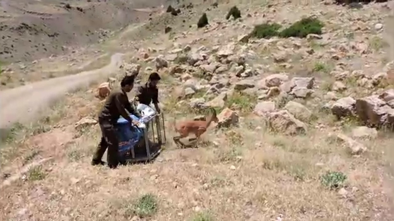 نجات و رهاسازی یک رأس بز کوهی در رودبار