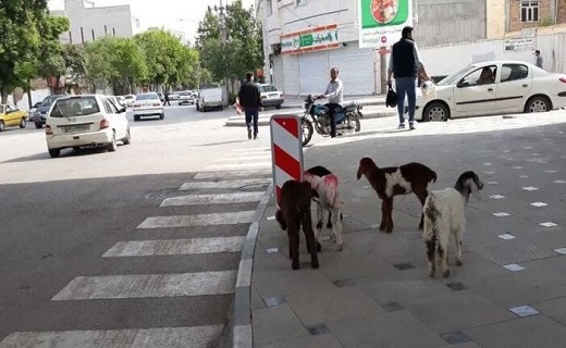 بره&zwnj;های ناقلا در دام لاکچری&zwnj;بازان