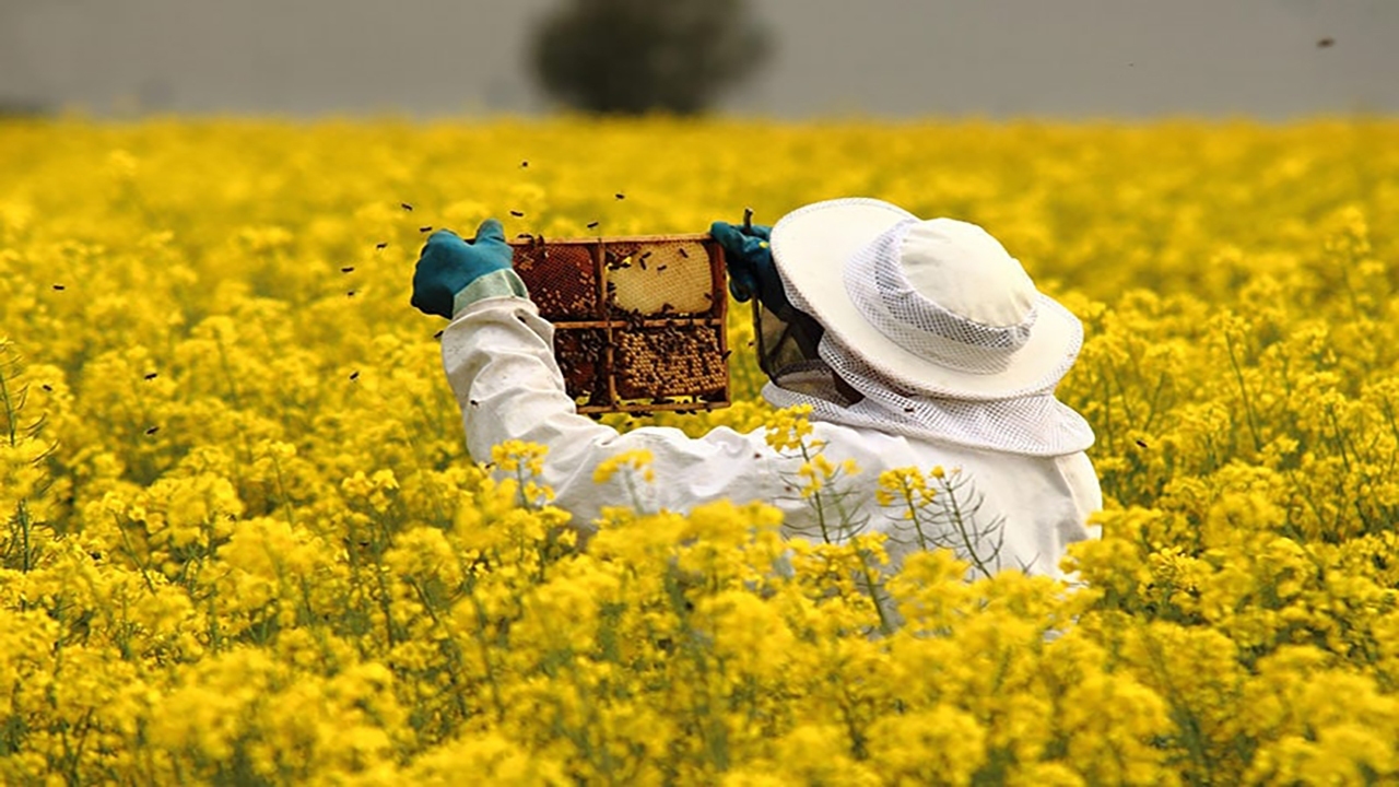 شهد شیرین بهاره در بنادک دیزه