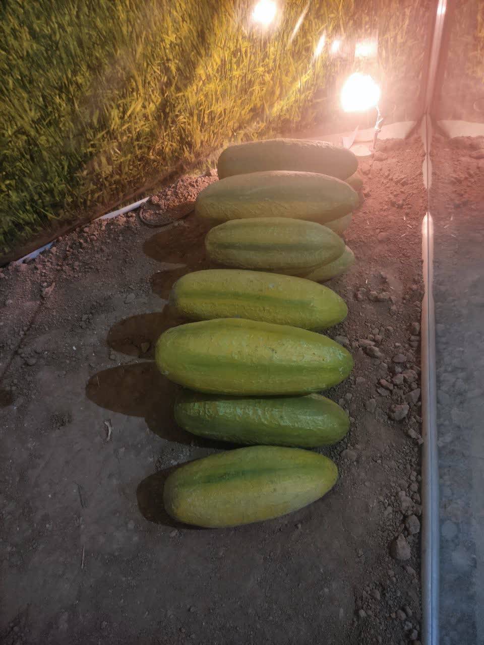 هندوانه