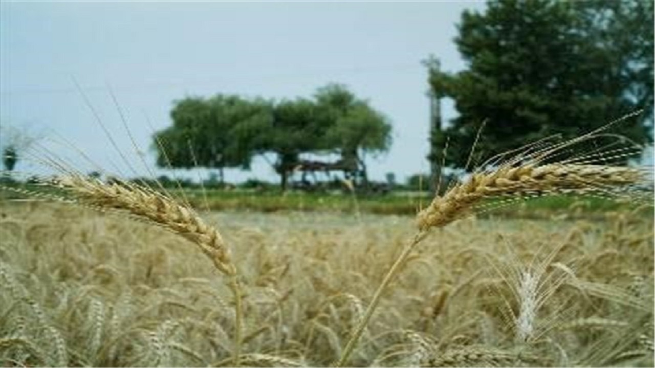 فعالیت ۱۰۲ هزار بهره بردار کشاورز در کهگیلویه و بویراحمد