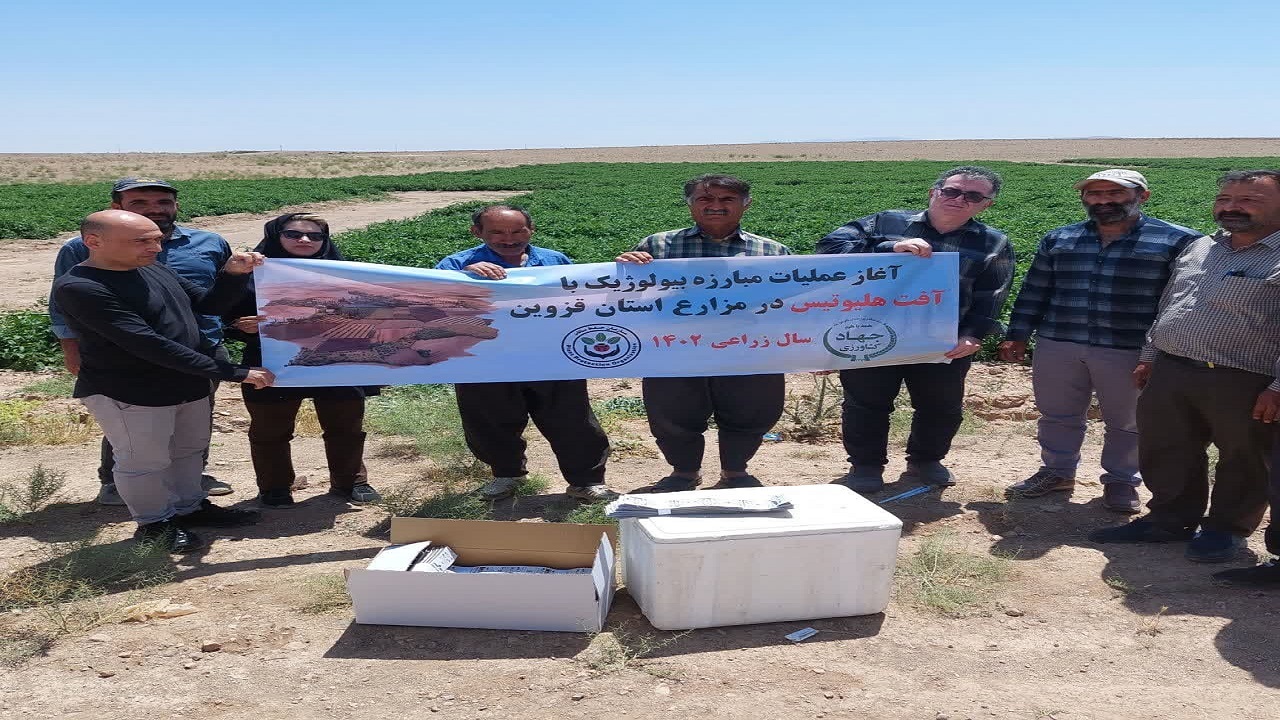 آغاز عملیات مبارزه بیولوژیک با آفت در مزارع گوجه فرنگی بویین زهرا