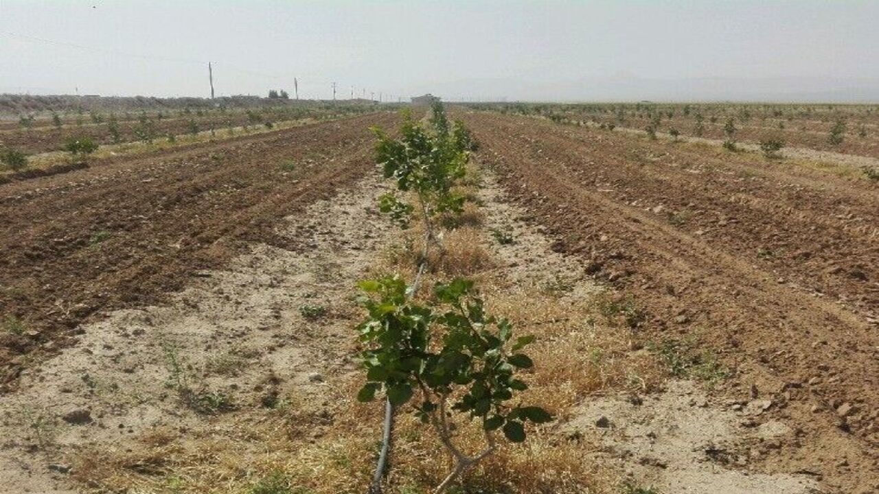 کاهش ۳۰ درصدی درآمد کشاورزان خراسان رضوی