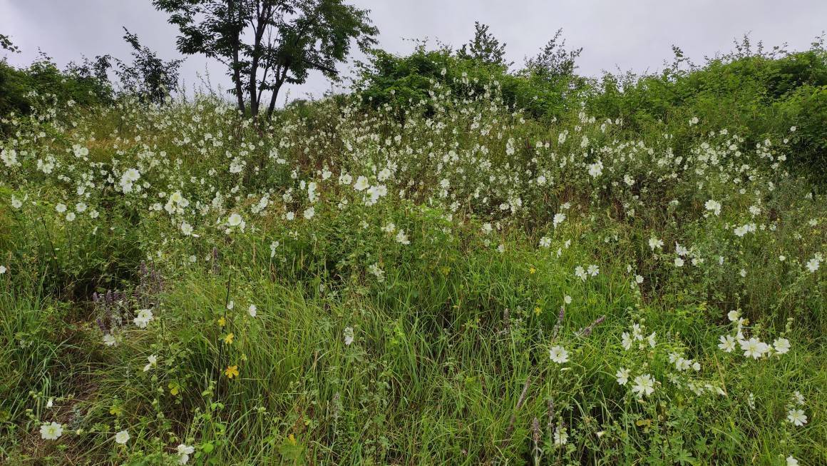 طبیعت بهاری