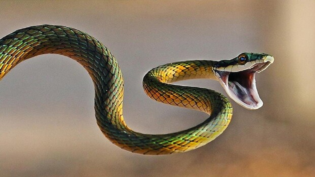 نجات نوجوان مارگزیده مراغه‌ای از مرگ
