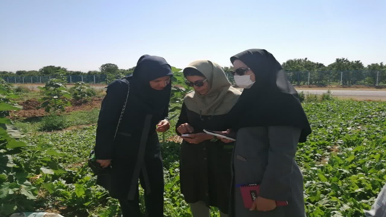 پایش سبزیجات و صیفی جات تازه در استان قزوین