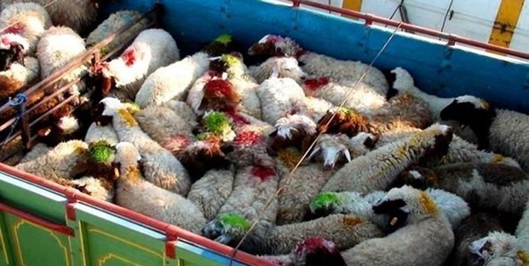 کشف ۲۳ راس دام سبک قاچاق در اردبیل