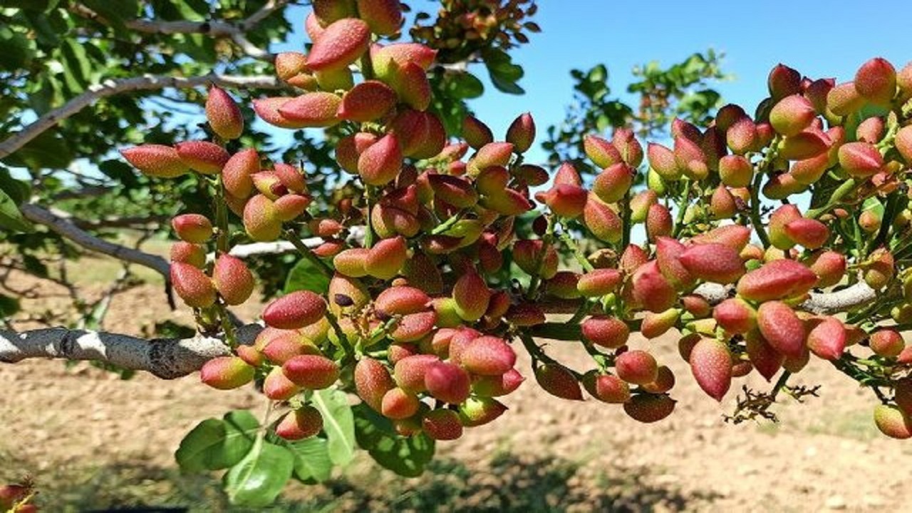 تولید سالانه ۳۰۰ تن پسته از باغات کرمانشاه
