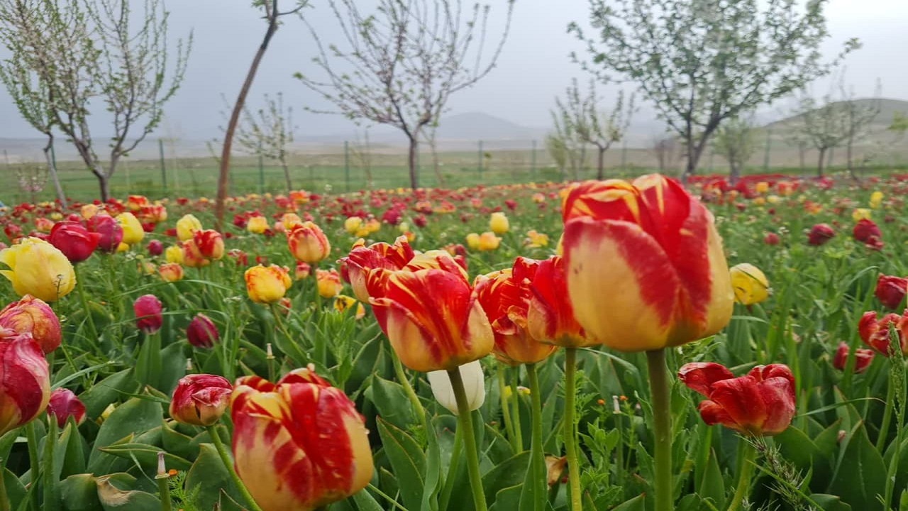 مزرعه گل‌های لاله و نرگس در روستای اسپره خون تبریز