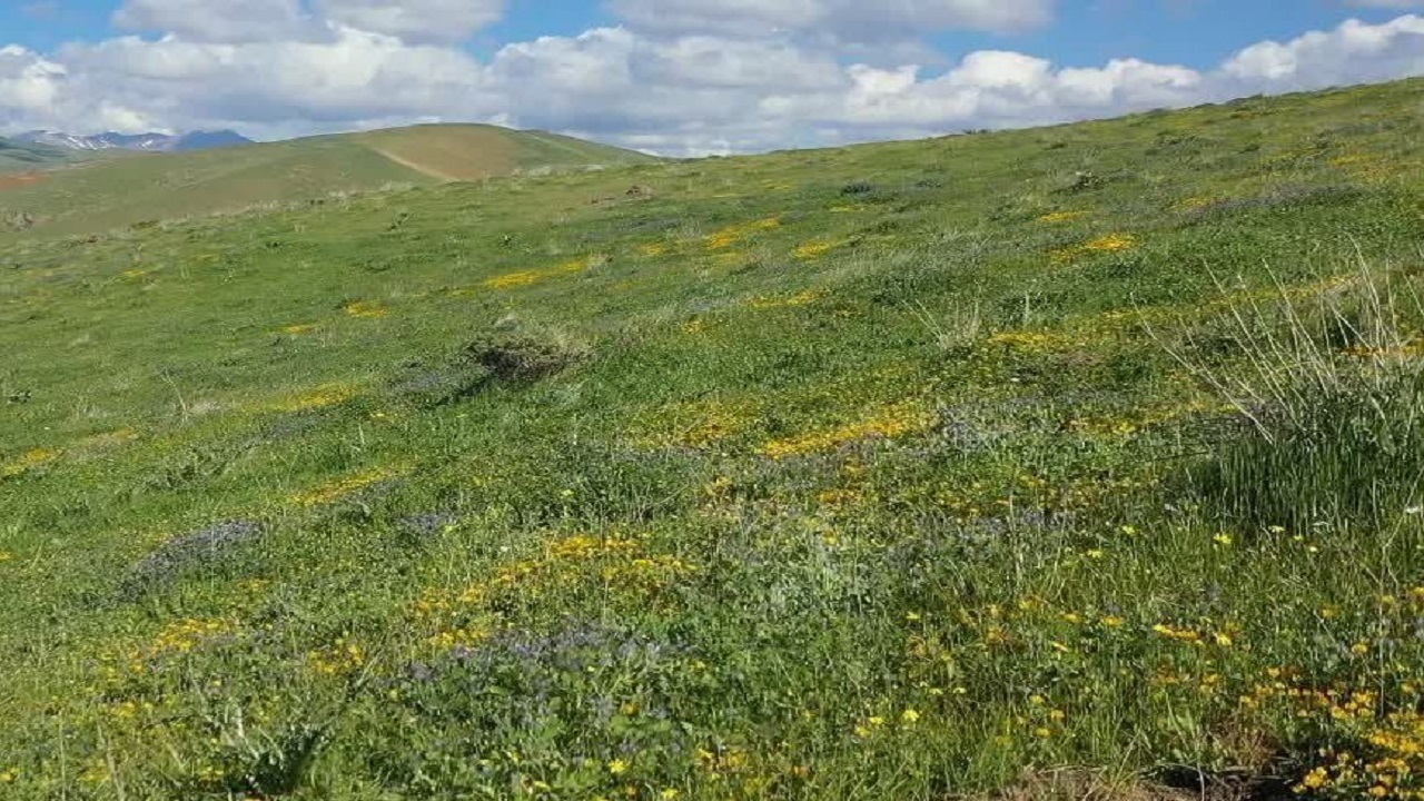 مأمور منابع طبیعی در قاین مورد ضرب و شتم قرار گرفت