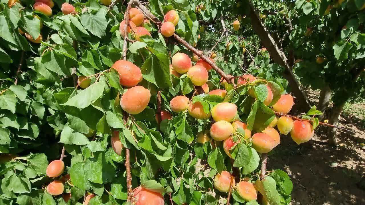 برداشت میوه های سردرختی از باغات زیرکوه