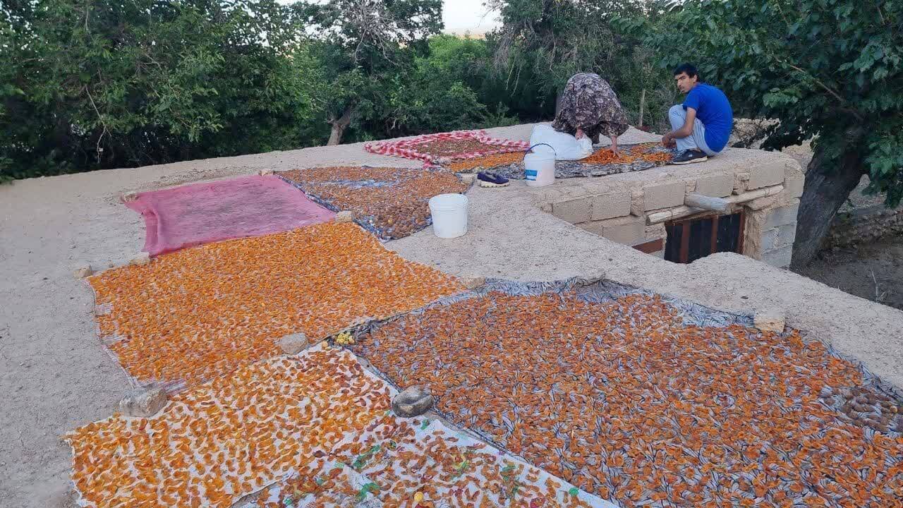 برداشت زردآلو از باغات شهرستان زیرکوه