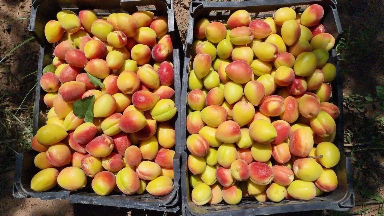 برداشت زردآلو از باغات شهرستان زیرکوه
