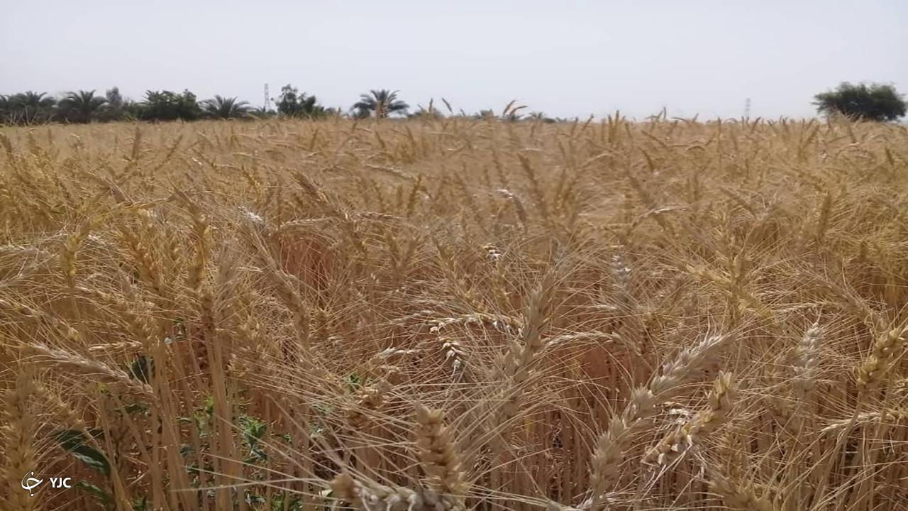 برداشت گندم از مزارع آذربایجان‌غربی آغاز شد