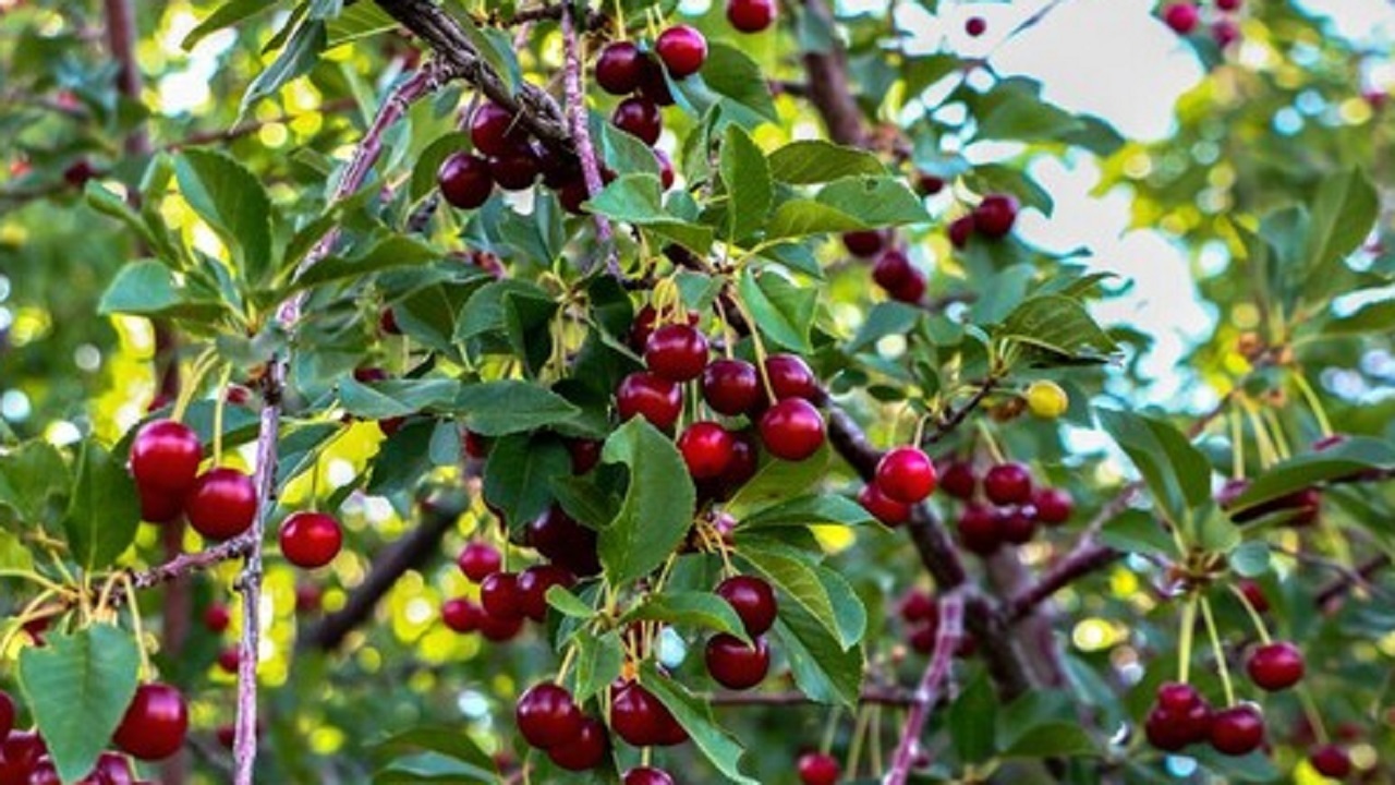 آغاز برداشت گیلاس از باغات چهارمحال و بختیاری+تصاویر