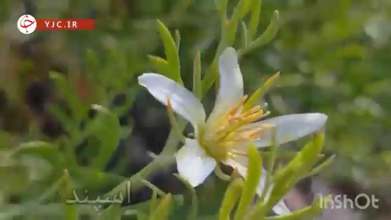 تنوع گونه‌های گیاهی خود رو و دارویی منطقه کوهستانی برزاوند در شهرستان اردستان
