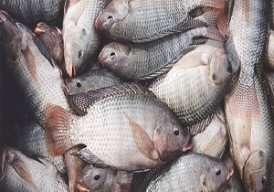 تولید ۷۰ درصدی تیلاپیای نیل در جهان / واردات ۵ سویه اصلاح نژاد شده تیلاپیای نیل