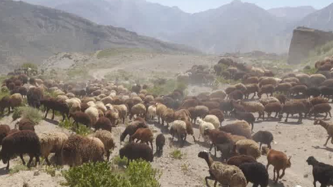اخراج دام غیرمجاز از مراتع شهرستان آمل