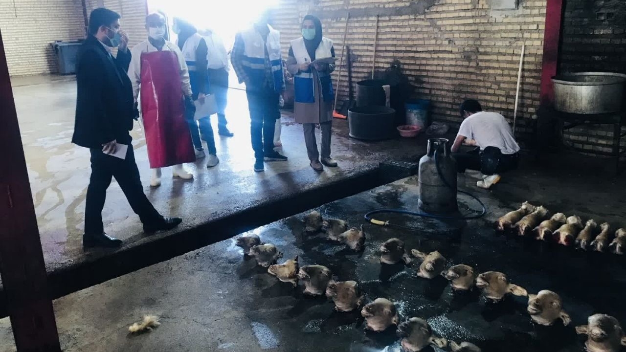 مهروموم کشتارگاه دام در شادگان