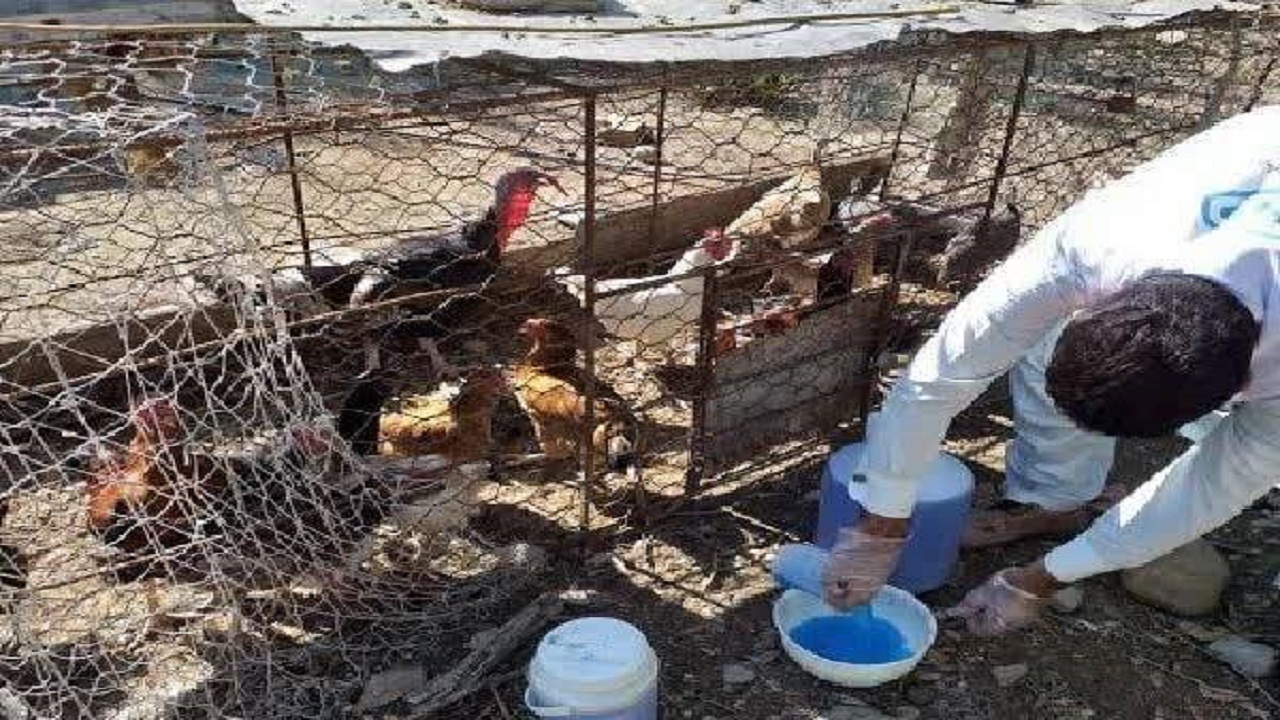 فاز هشتم واکسیناسیون علیه بیماری نیوکاسل در طیور بومی  سیستان و بلوچستان در حال اجرا می‌باشد