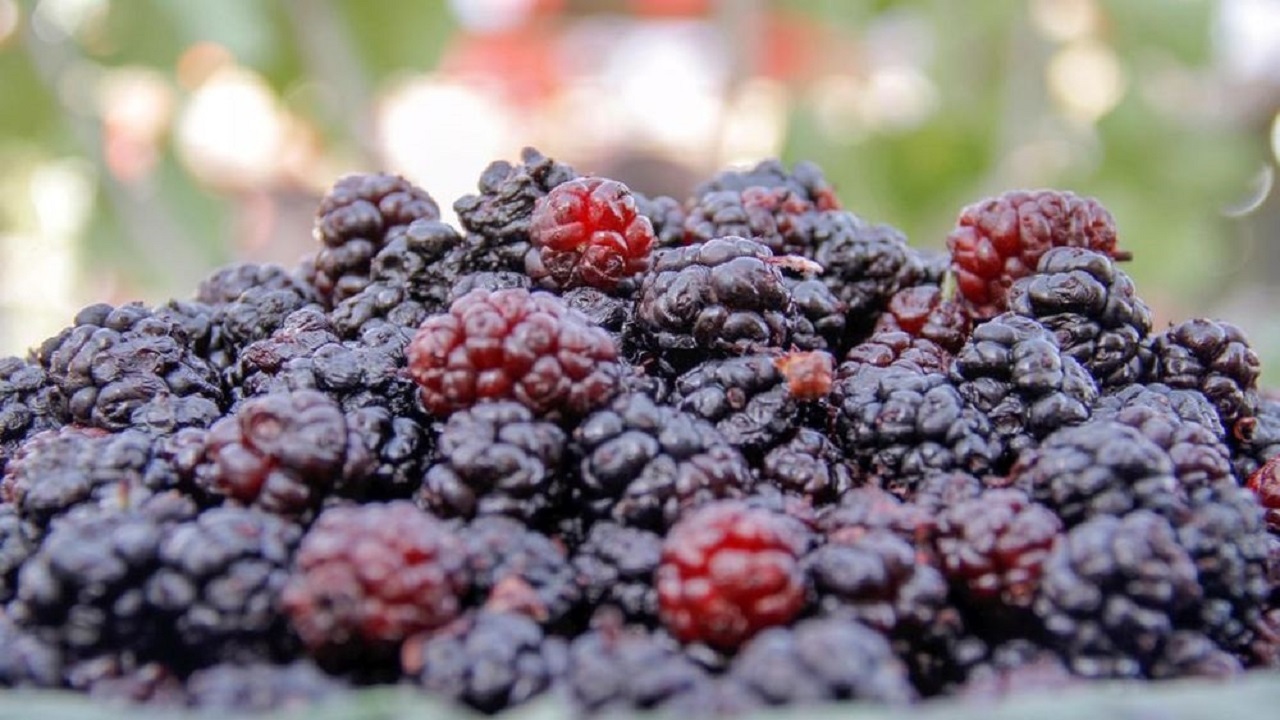 برگزاری جشنواره ای به رنگ ارغوان
