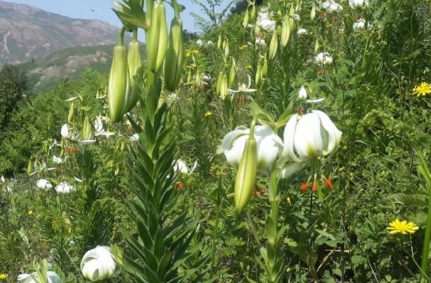 صیانت از گونه نادر «سوسن چلچراغ» در اردبیل